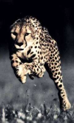 Cheetah iPhone Wallpapers  Top Free Cheetah iPhone Backgrounds   WallpaperAccess