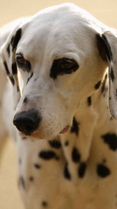 Dalmatien Mignon Fond D Ecran Telecharger Sur Votre Mobile Depuis Phoneky