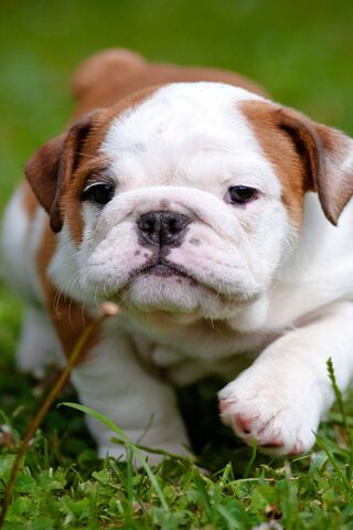 Bulldog Bliss: The Ador..