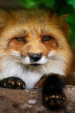 Whiskers of the Wild: A Fox's Gaze