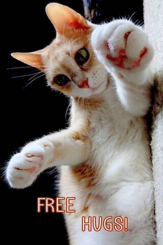 Cuddly Cat Offering Free Hugs! 🐾❤️