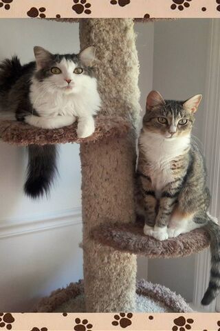 Purrfect Companions: The Kitty Sisters