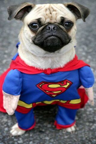 Pugman