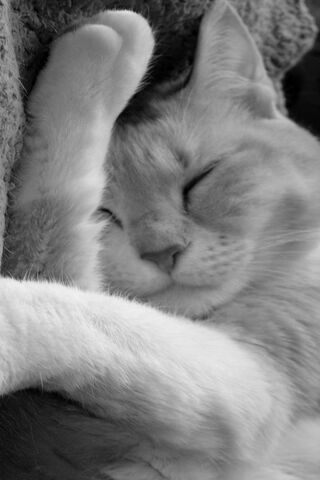 Dreamy Tabby Twists: A Cat's Cozy Nap 💤🐾
