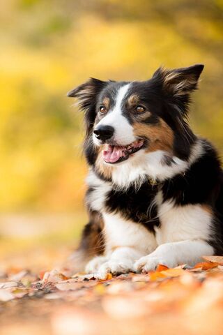 Autumn Adventures with a Border Collie 🍂🐾