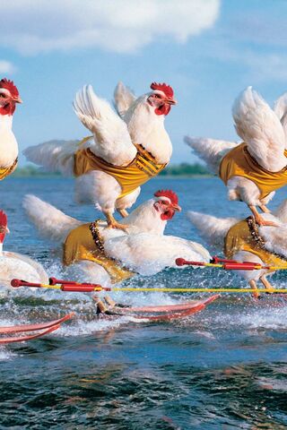 Ozcanates: The Feathered Water Skiing Champions! 🐔🏄