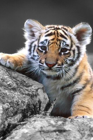 Bebé tigre