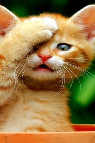 Paw-sitively Adorable: ..