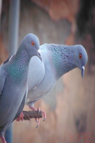 Urban Dwellers: The Charming Pigeon