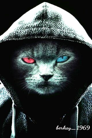Mystic Feline: The Enig..