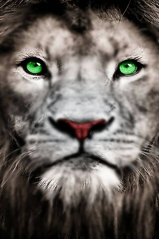 Leon: The Majestic Guar..