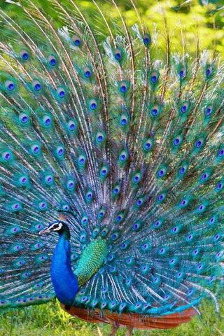 Peacock