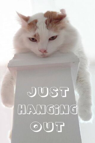 Chillin' Cat Vibes 😺✨