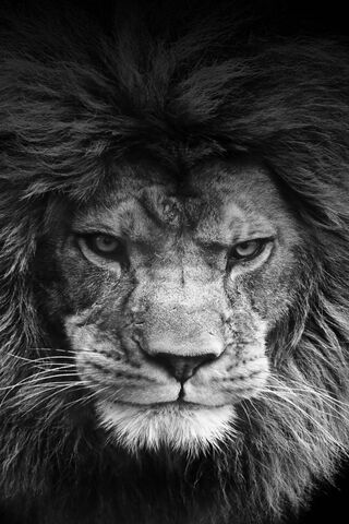 Legendary Lion