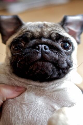 Dogg Face Delight: The Pug Life 🐾