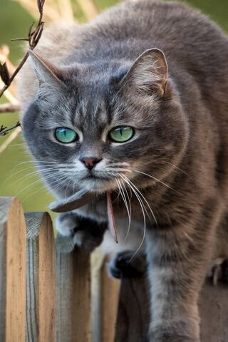 Adventurous Whiskers: The Curious Kitty 🐾