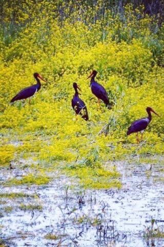 Black Storks