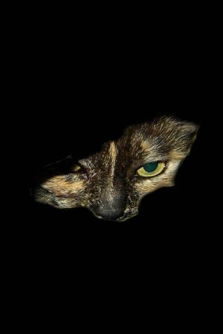 Whiskered Watcher: The Hidden Feline
