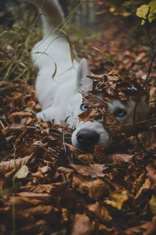 Doggie