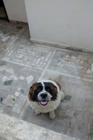 The Gentle Giant: St. Bernard's Charm 🐾❤️