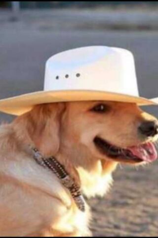 Yeehaw! The Cowboy Canine
