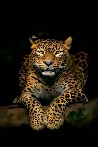 Leopard