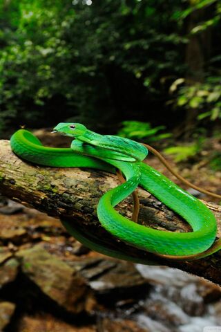 Green Wipe Snake