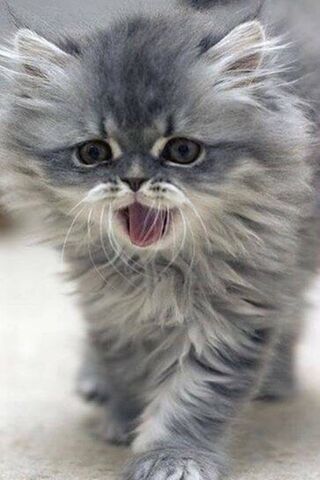 Miau: The Fluffy Feline Superstar! 🐾✨