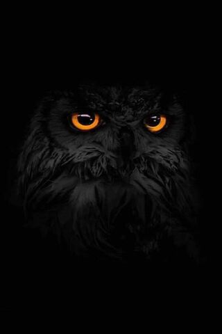 Wallpaper background, owl, bird images for desktop, section животные -  download