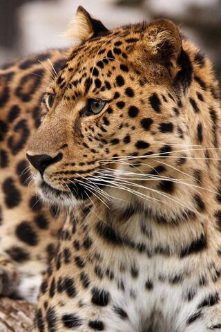 The Majestic Gaze of the Leopard 🐆✨