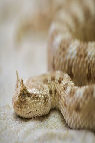 The Enigmatic Horned Viper: Nature's Master of Disguise 🐍✨