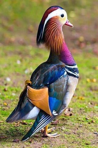 The Colorful Charm of the Mandarin Duck 🦆✨
