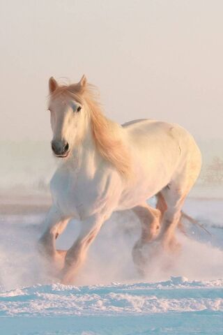 Majestic Gallop: The Sn..
