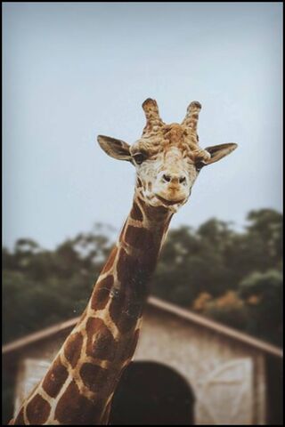 Giraffe: Nature's Towering Wonder 🦒✨