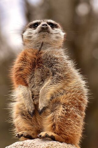 Meerkats