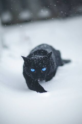 Black Kitten