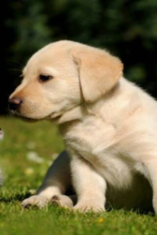 Adorable Pup in the Sun..