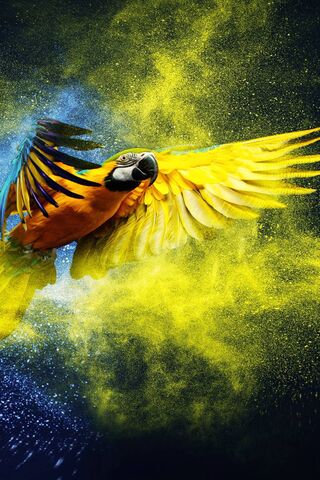 A Splash of Color: The ..