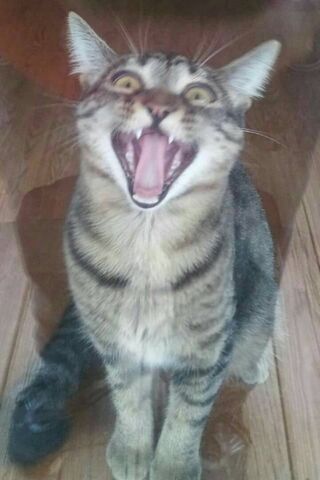 The Feline Yell: A Cat's Call to Adventure! 🐾😺