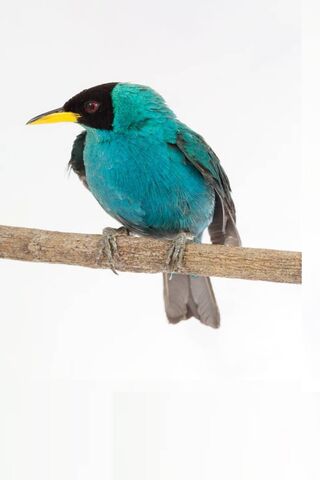 The Vibrant Green Honeycreeper: Nature's Jewel 🌿✨