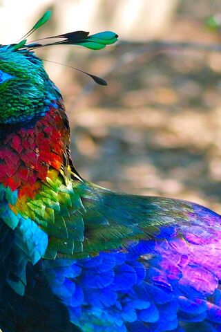 The Vibrant Majesty of the Monal Bird 🌈🦚
