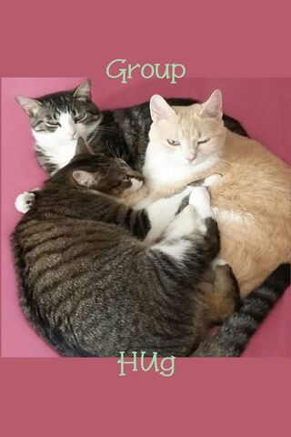 Group Hug Cats