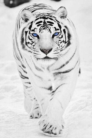 biały Tygrys