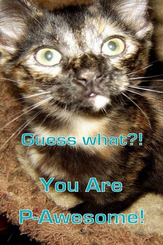 Pawsitively Awesome: A Feline Cheerleader! 🐾✨