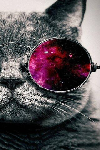 Cosmic Cat Vibes 🌌🐱