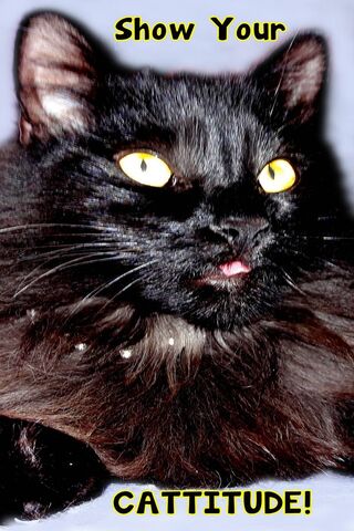 Feline Flair: Unleash Your Cattitude! 🐾