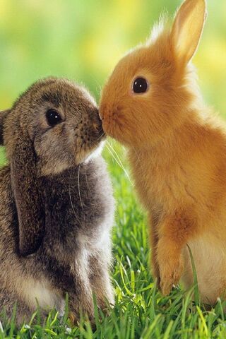 Bunny Love: A Sweet Moment in Nature 🐰❤️
