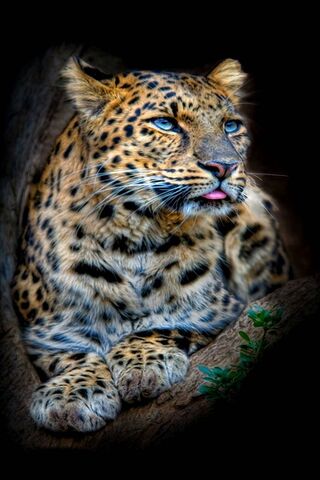Majestic Leopard: Natur..