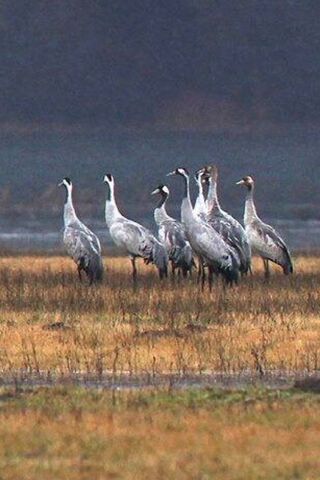 Cranes in Harmony: A Gathering of Grace