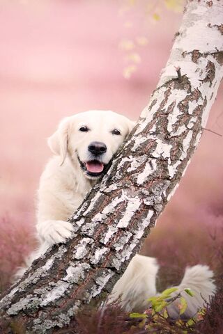 Joyful Pup in a Dreamy ..